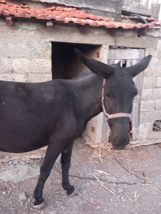 Burras para venda