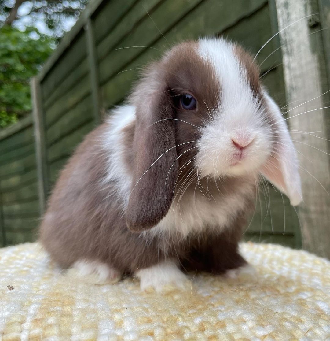 KIT Coelhos anões orelhudos, mini lop super inteligentes e dóceis