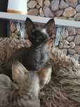 Devon rex kocurek