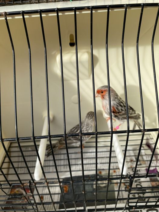 Canarios agata mosaico vermelho/ timbrados espanhol