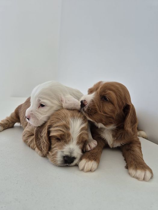 Cockapoo f1 Cocker spaniel & Pudel