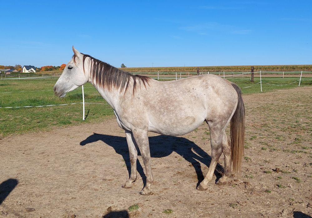 Źrebna Klacz AQH American Quarter Horse do hodowli