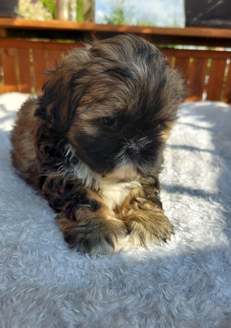 Shih-tzu chlopiec