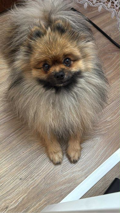 ‼️Zaginął pomeranian‼️