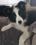Border collie dziewczynka FCI zkwp szczeniak