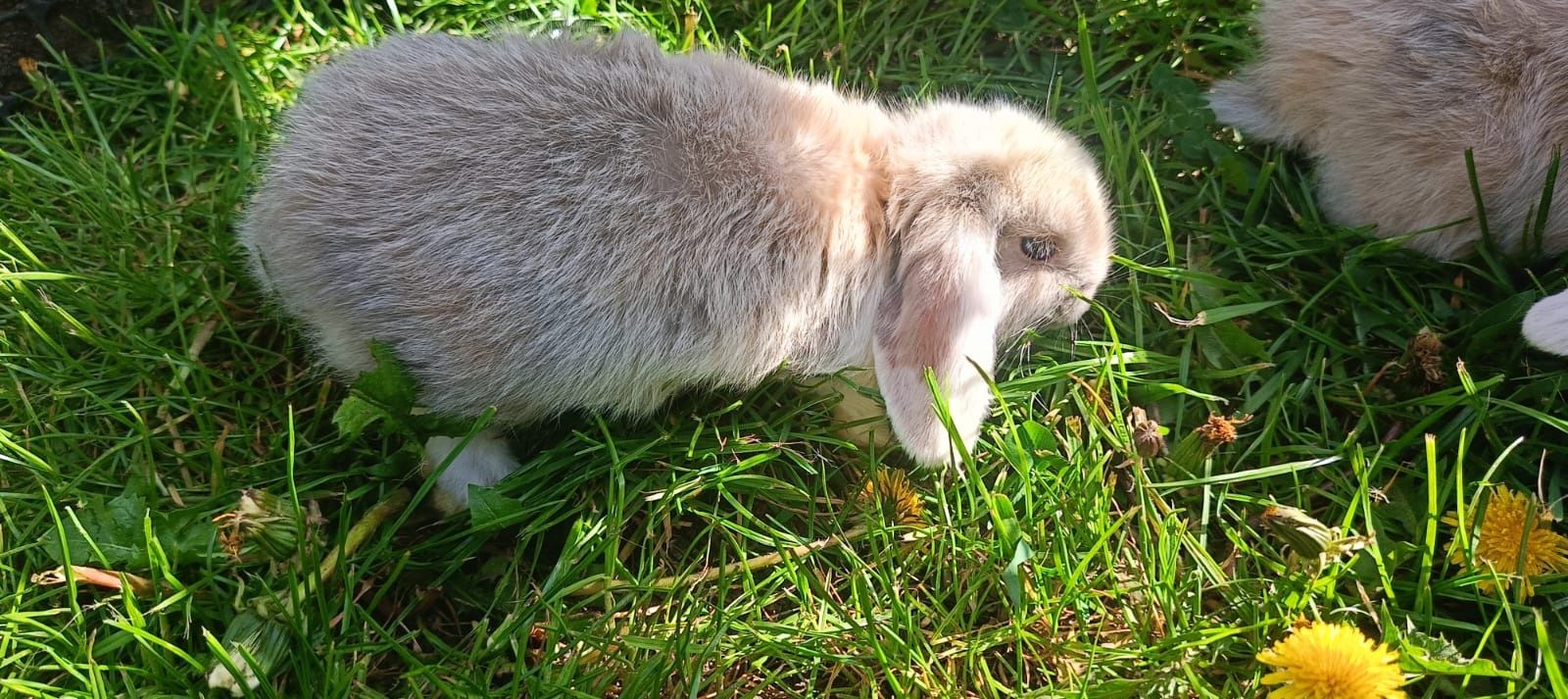 Baranki Teddy,mini lop, rex baranki francuskie miniaturowe