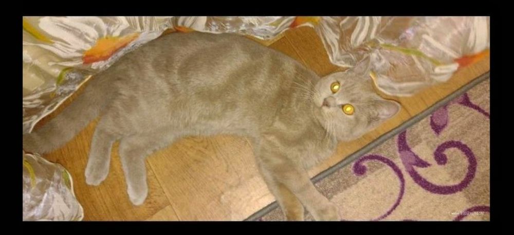 Котик Скотіш страйт запрошує кішечку