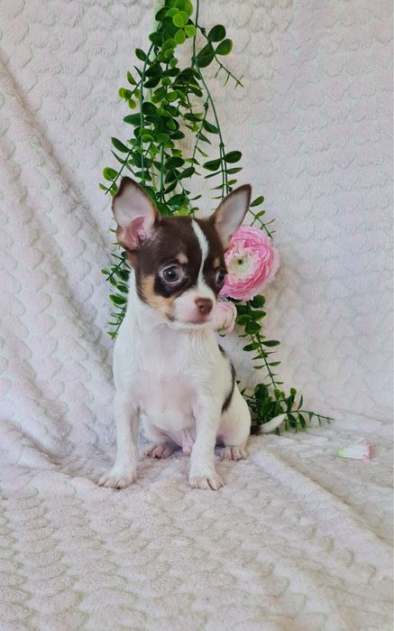 Excelente mini Chihuahua/Chiuaua Linhagem Russa,Qualidade