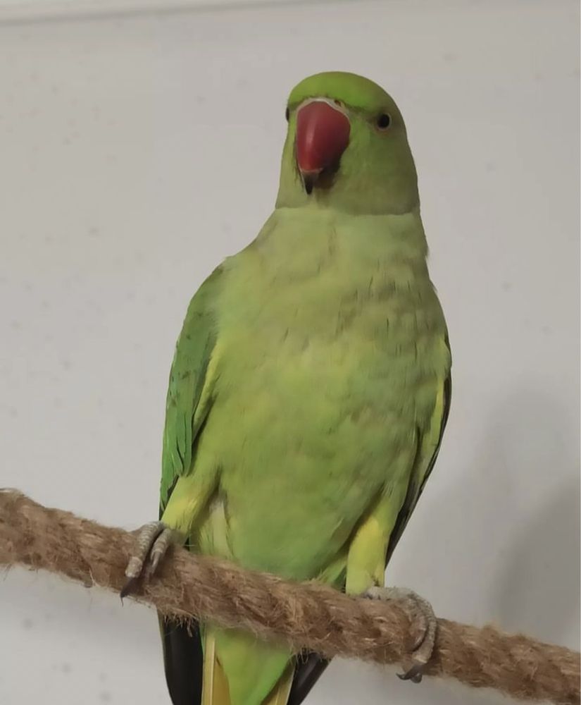 Говорящий ожереловый попугай молодой ручной