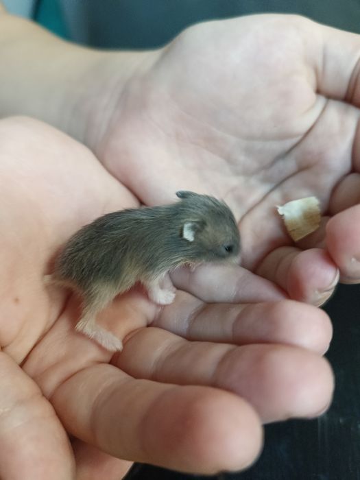 Продам хом'ячат джунгариків