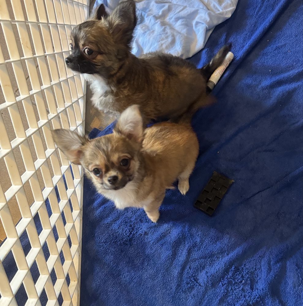 Chihuahua piesek długowłosy