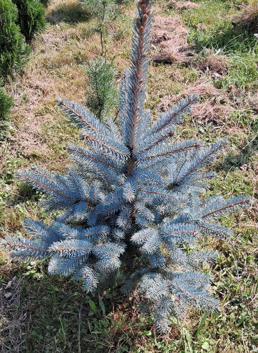 Trzmielina Fortunea 30cm