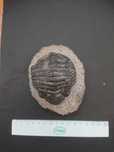 Fossil de trilobite