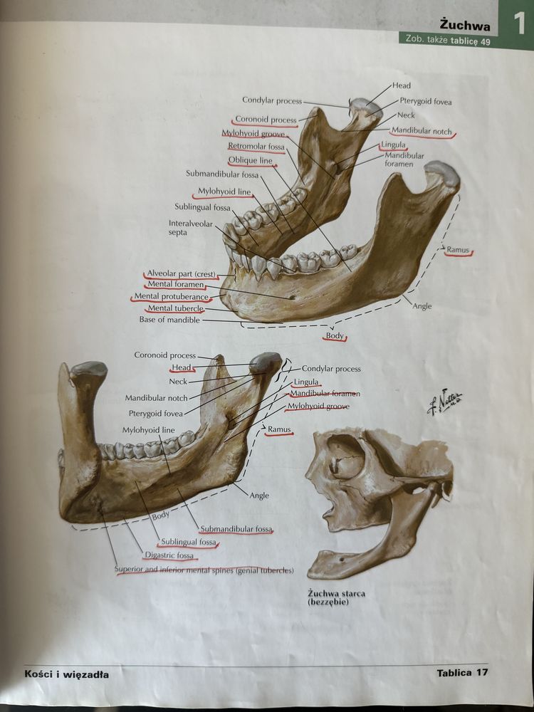 Netter Atlas anatomii człowieka