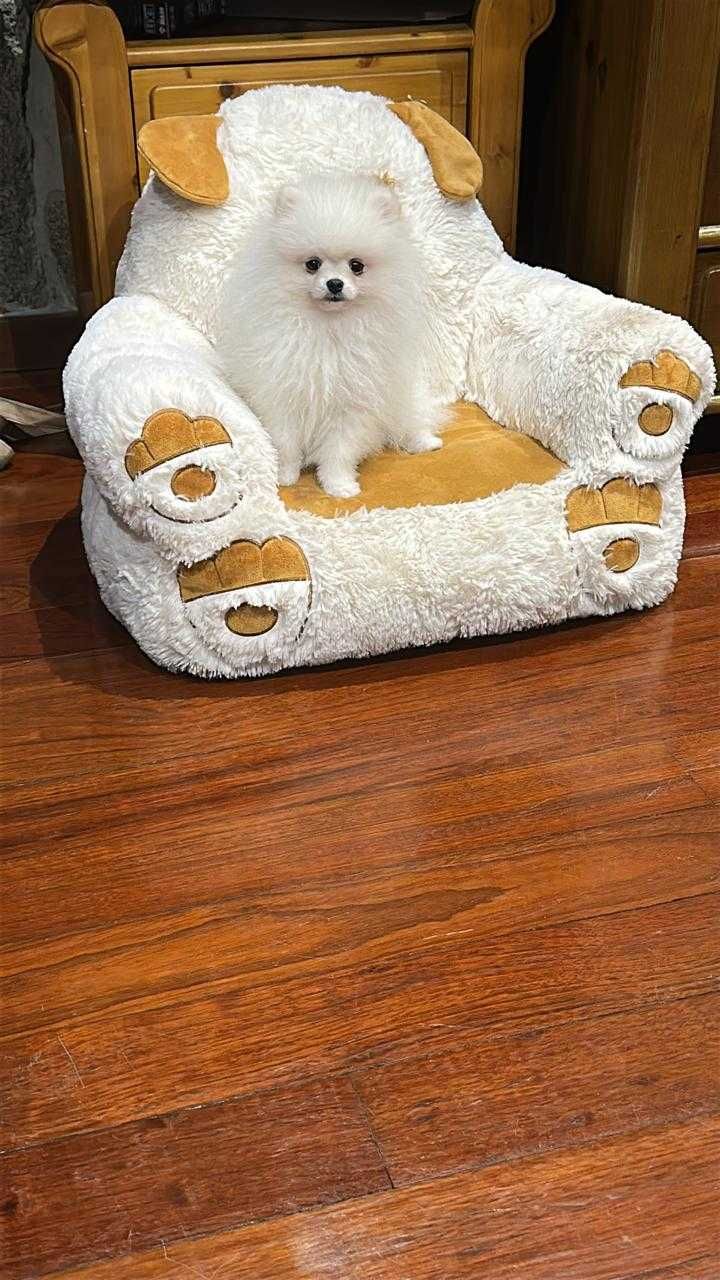 Vendo belíssimo filhote da raça SPITZ ALEMÃO