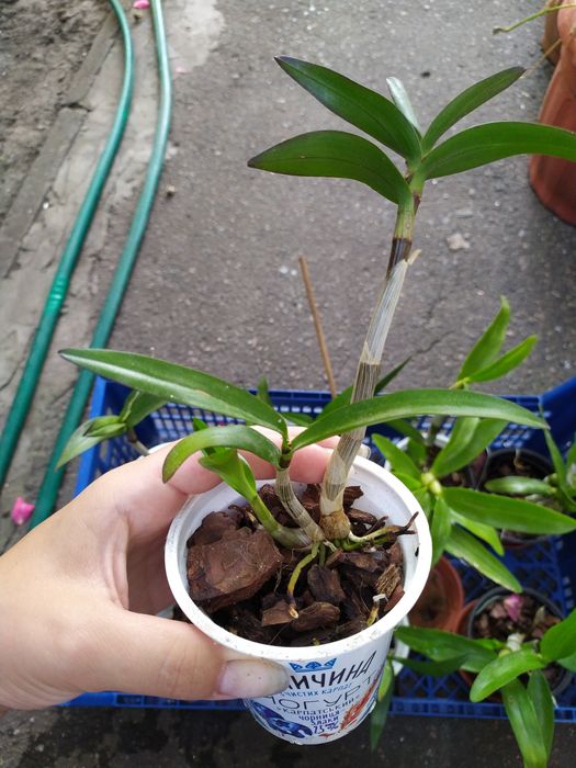 Дендробіум Ода Бері дітки