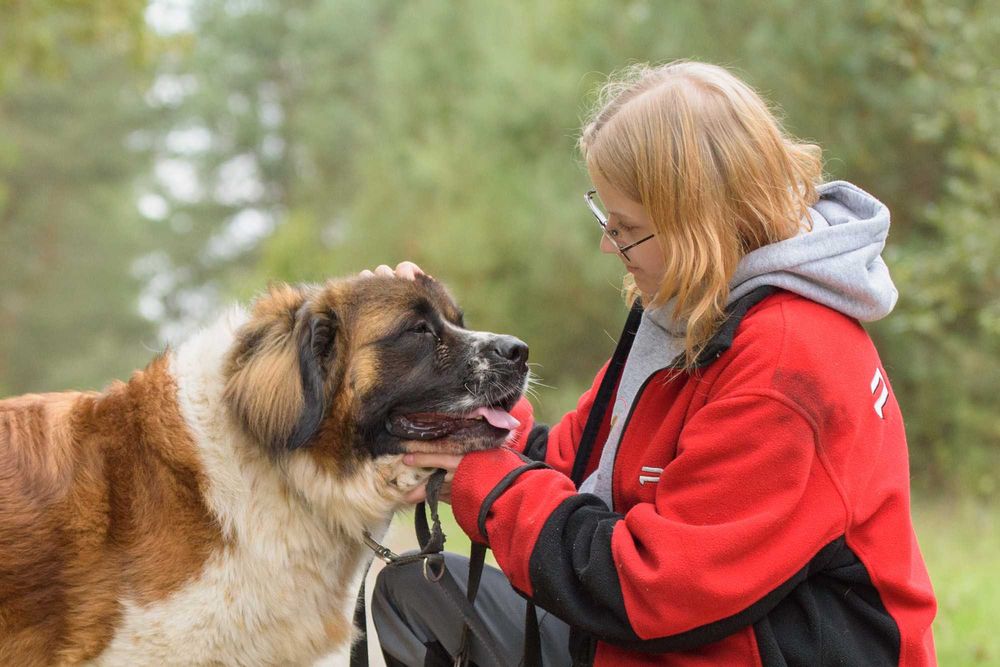 QUEEN - cudowna dama w typie bernardyna