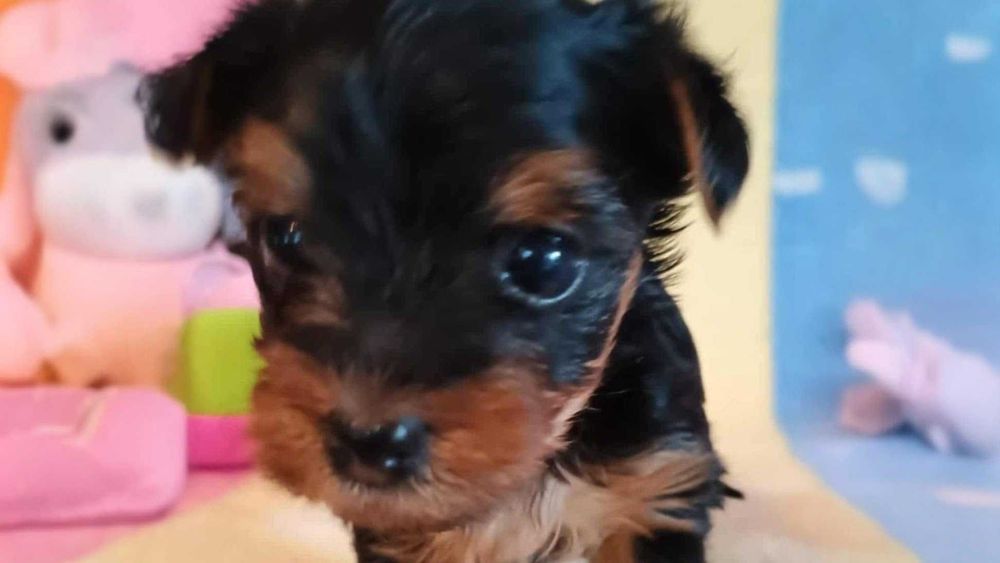 Yorkshire terrier SUCZKA mała Rodowód Chip DO REZERWACJI