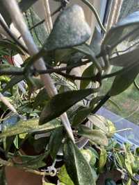 Hoya parviflora splash ped 15cm