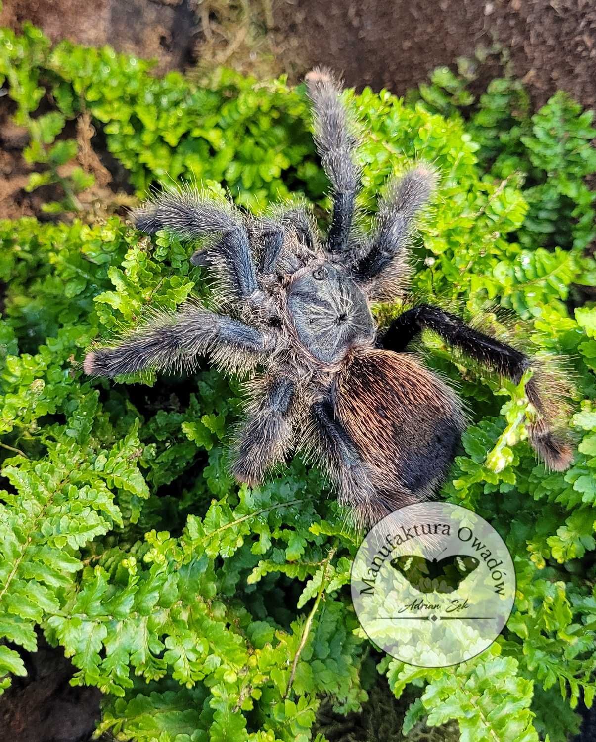 Ptasznik Avicularia avicularia L2/3