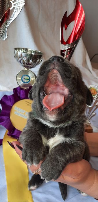 Дівчинка Кане Корсо!