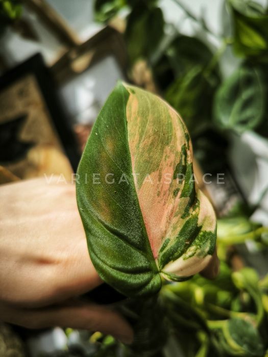 Micans variegata philodendron liść filodendron Mikans ukorzeniony