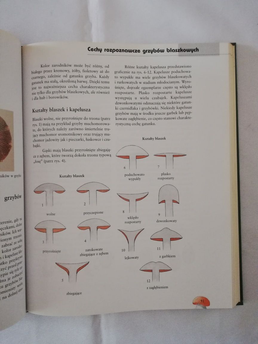 książka "grzyby gatunki, zbieranie, przyrządzanie" Martin Knoop