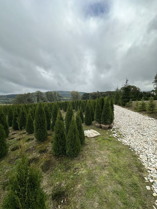 Tuja tuje szmaragd TRANSPORT SADZENIE kora świerk srebrny