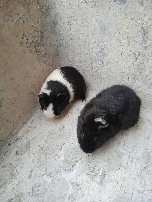 Świnki morskie  młode