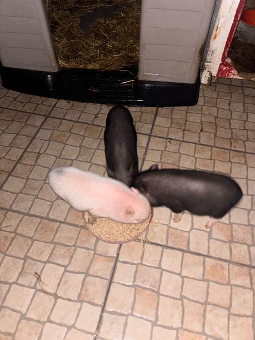 Porquinhos procuram novo lar