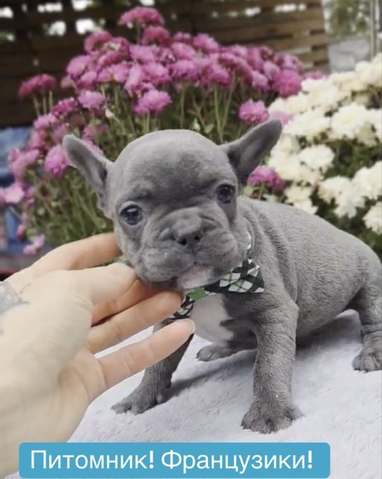 Питомник! Мини франузики голубого окраса