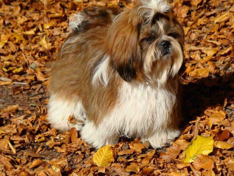 Piesek Shih tzu Oskar gotowy do zmiany domku