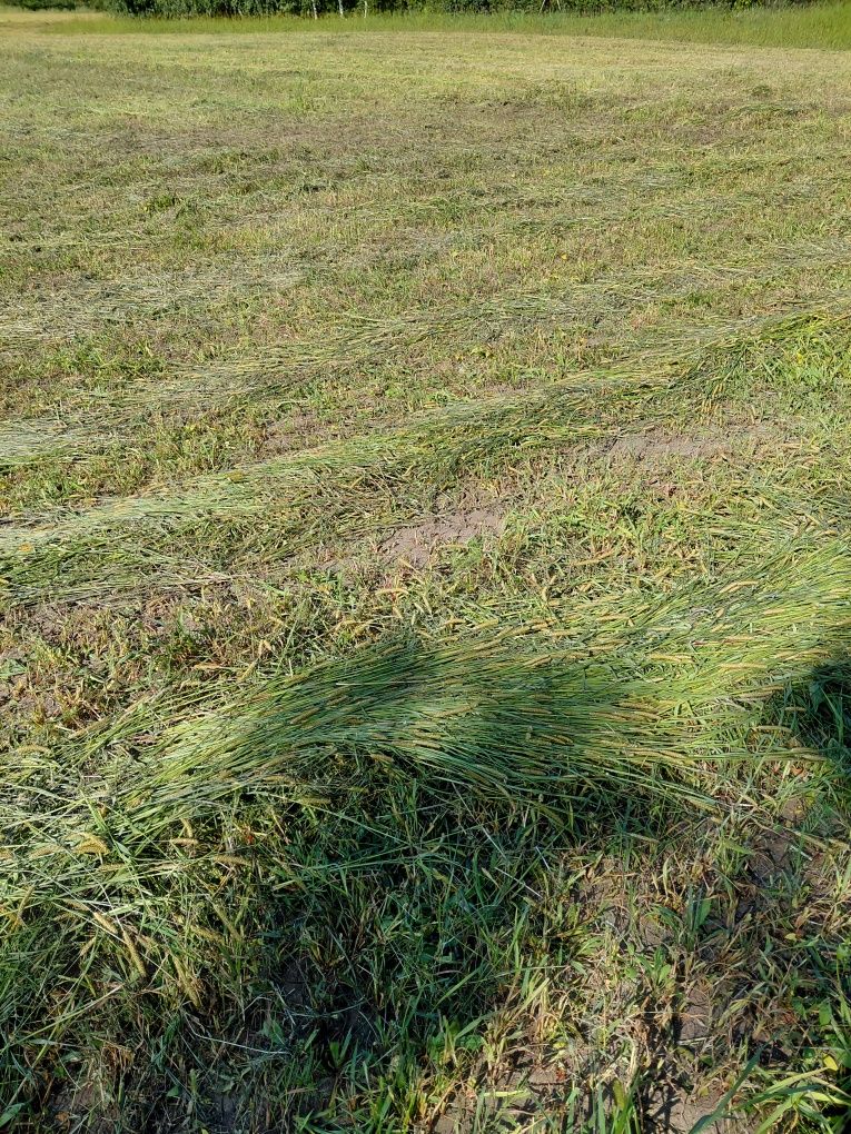 Oddam za darmo trawę z łąki