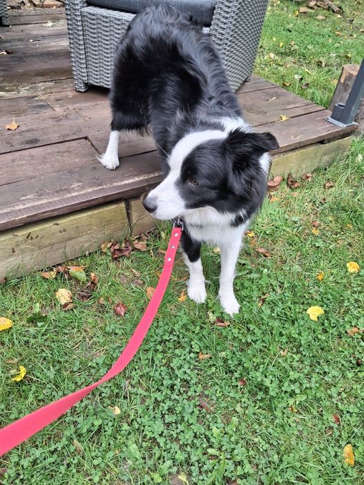 Linka treningowa Hexa 10m 20mm