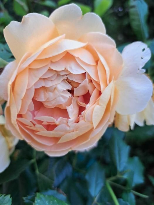 Троянди, Розы, квіти, цветы, гвоздика, бересклет, георгины, растения