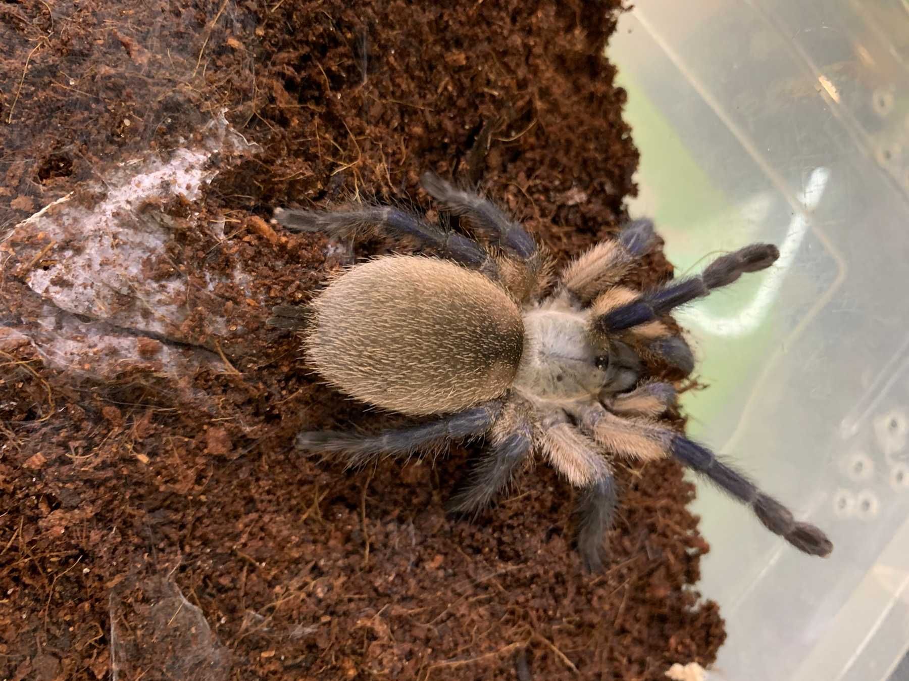 Синелапый паук Моноцентропус Балфори самка 4см по телу