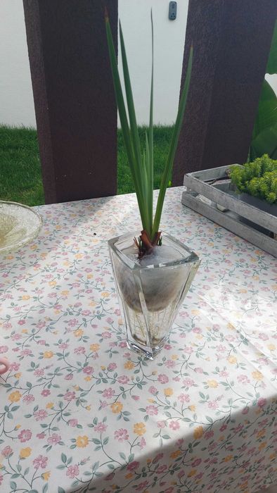 Lirio de agua amarelo para lago