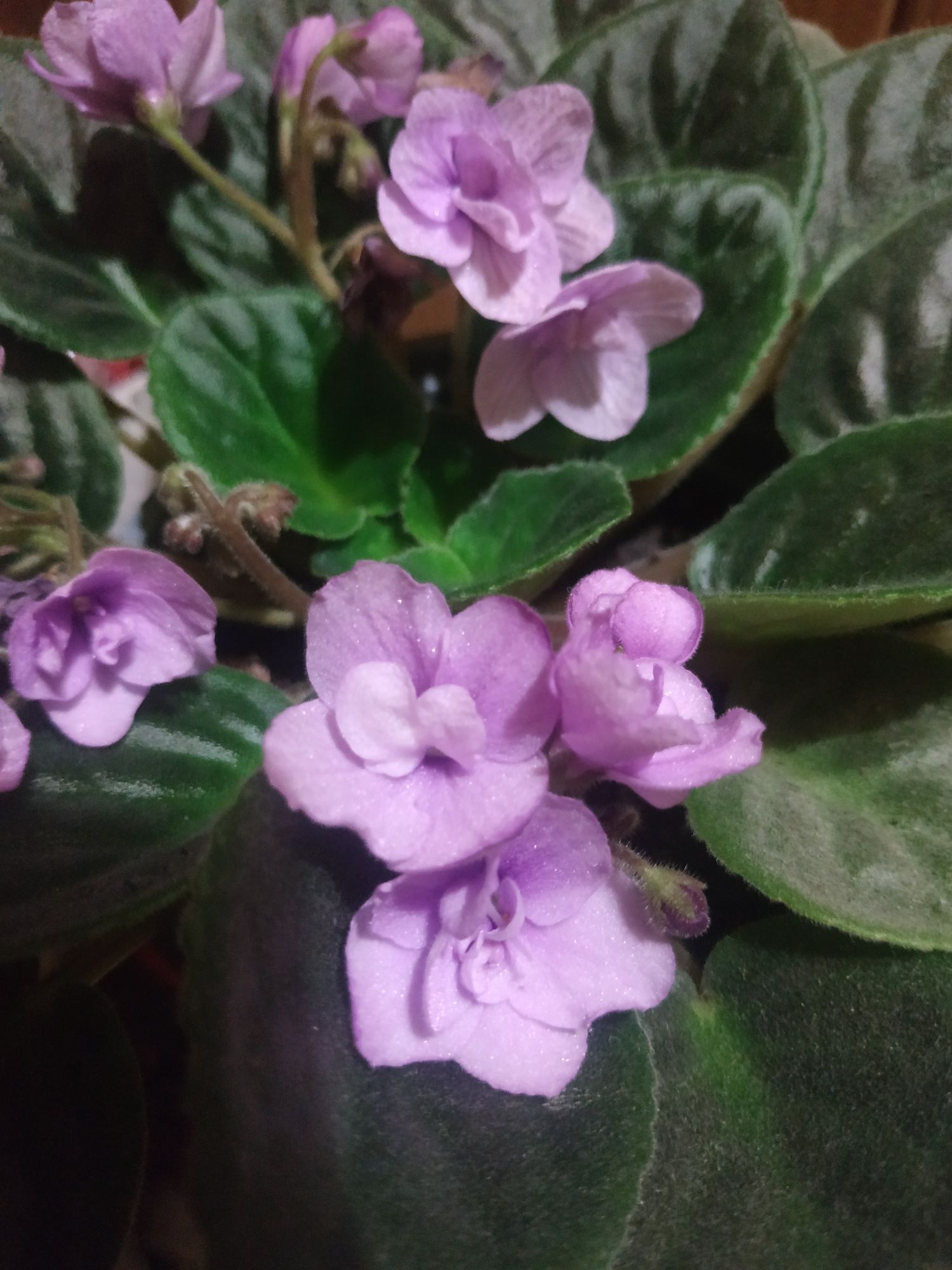 Фіалка квітуча фіолетова