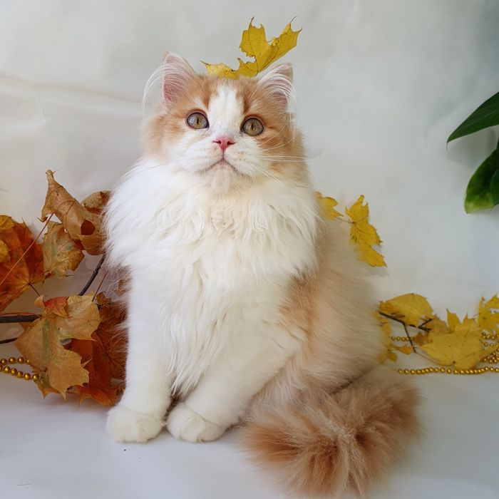 Київ котик рижий, британець чистопородістий, ніжний красунчик. Кошеня