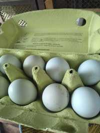 Jajka lęgowe araucana
