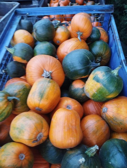 Dynia odpadowe -dla zwierząt 4 t