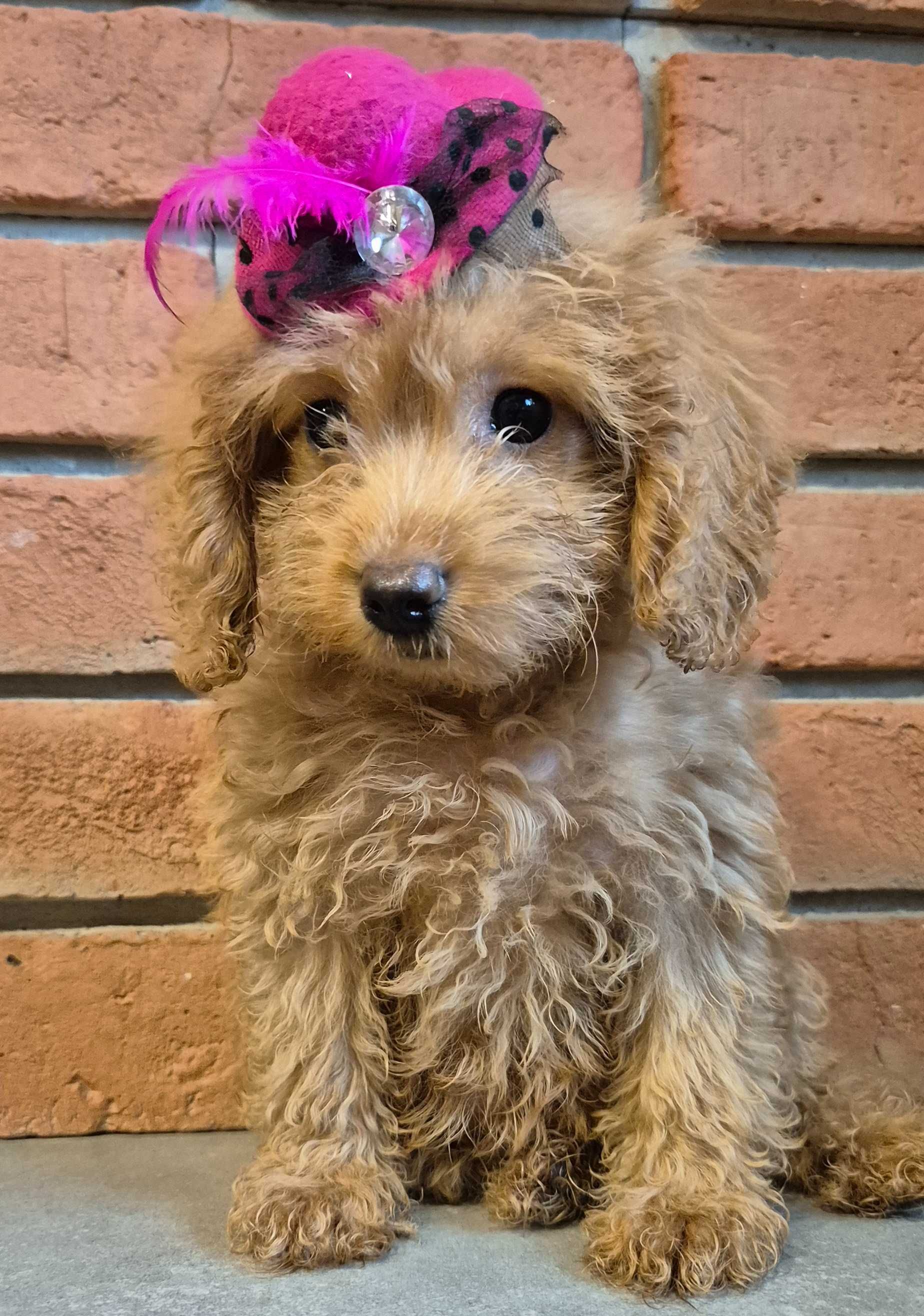 Cockapoo f1b  mała dziewczyna do odbioru
