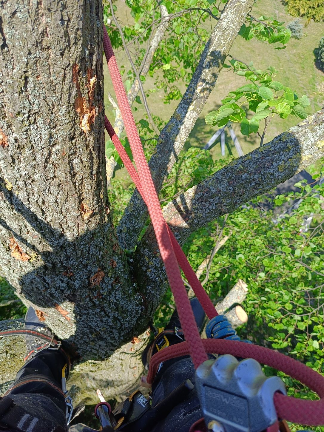 Wycinka drzew metodą arborystyczną, alpinistyczną