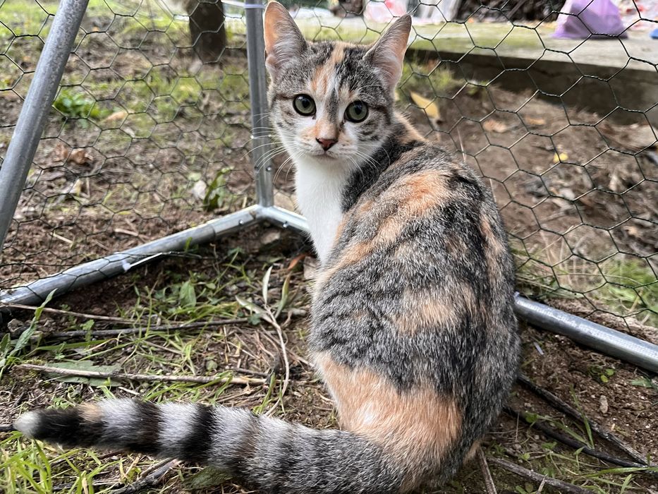 3 gatinhos - adopção responsável