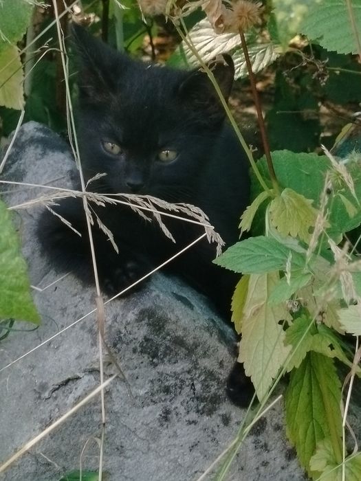 Oddam za darmo dwa małe kotki kocurki zostały porzucone przez mamę