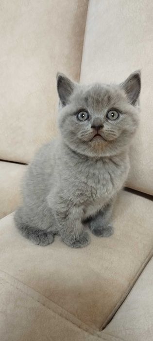 Продам чистокровних кошенят.