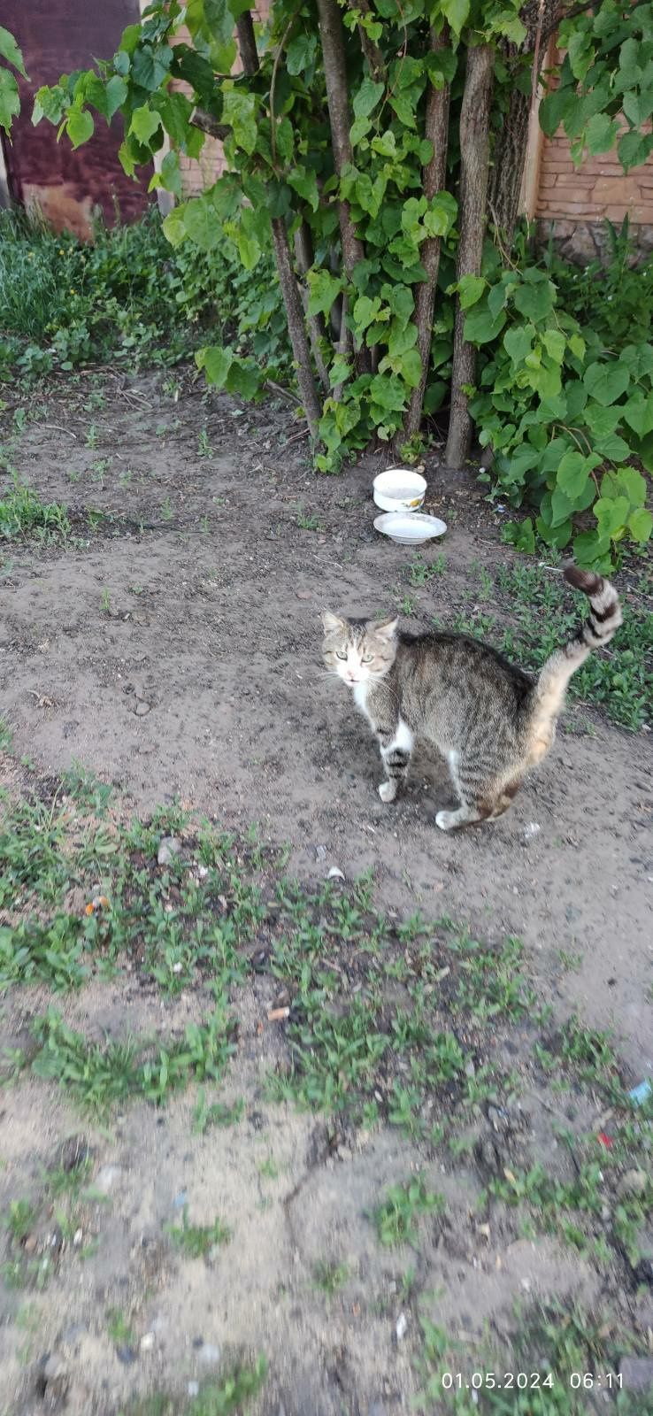 Отдам молодого кота лесного окраса