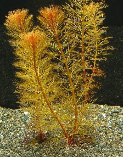 Wywłócznik rdzawy Myriophyllum tuberculatum