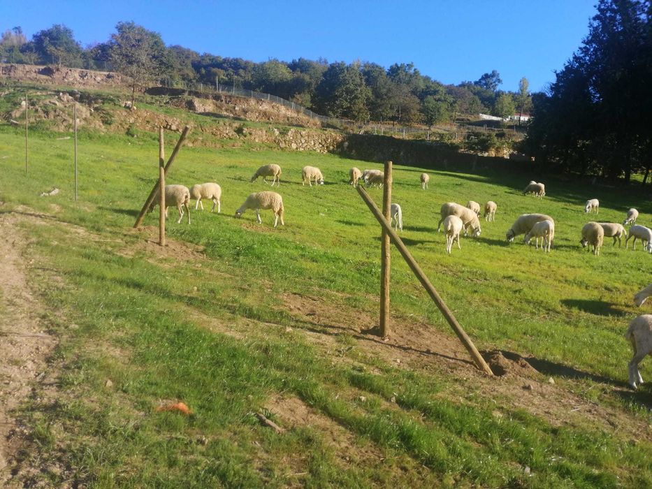 Ovelhas bragancanas