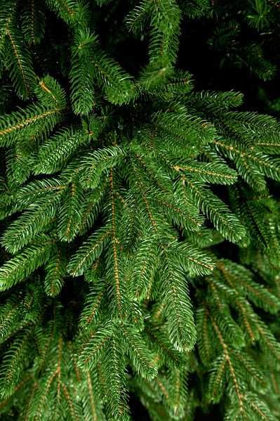 Ялинка Лита ELIT 1.5